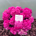 Hortensja Ogrodowa Hi Ocean Pink Hydrangea macrophylla