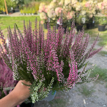 Wrzos pospolity Calluna vulgaris – wieloletni, zimozielony