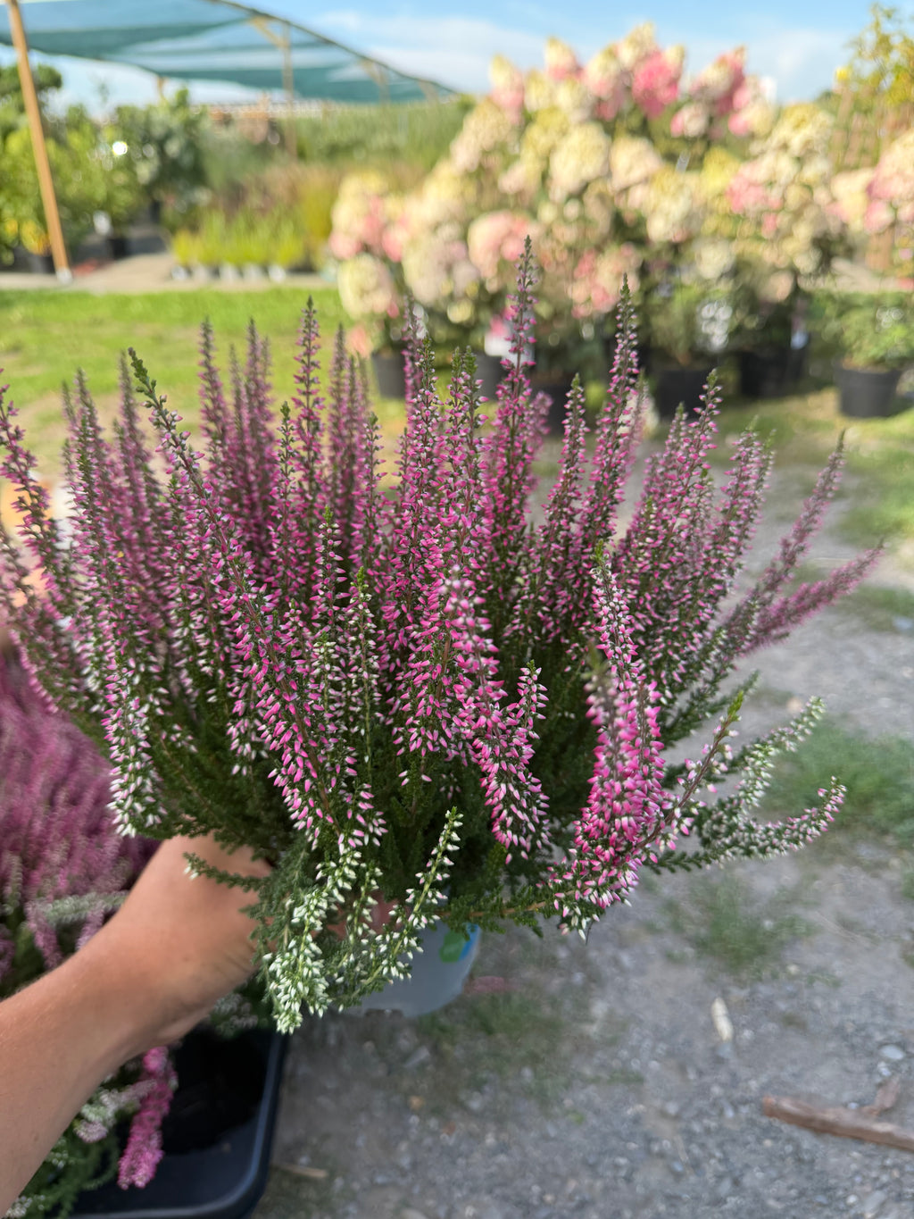 Wrzos pospolity Calluna vulgaris – wieloletni, zimozielony