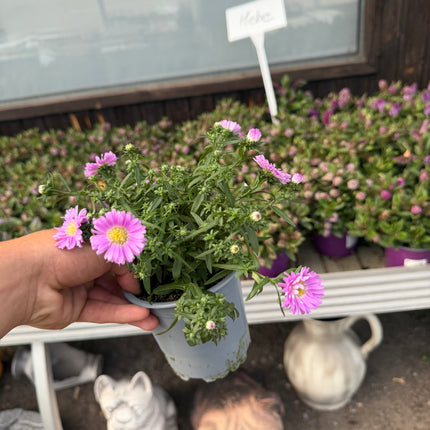Aster jesienny (Marcinek)