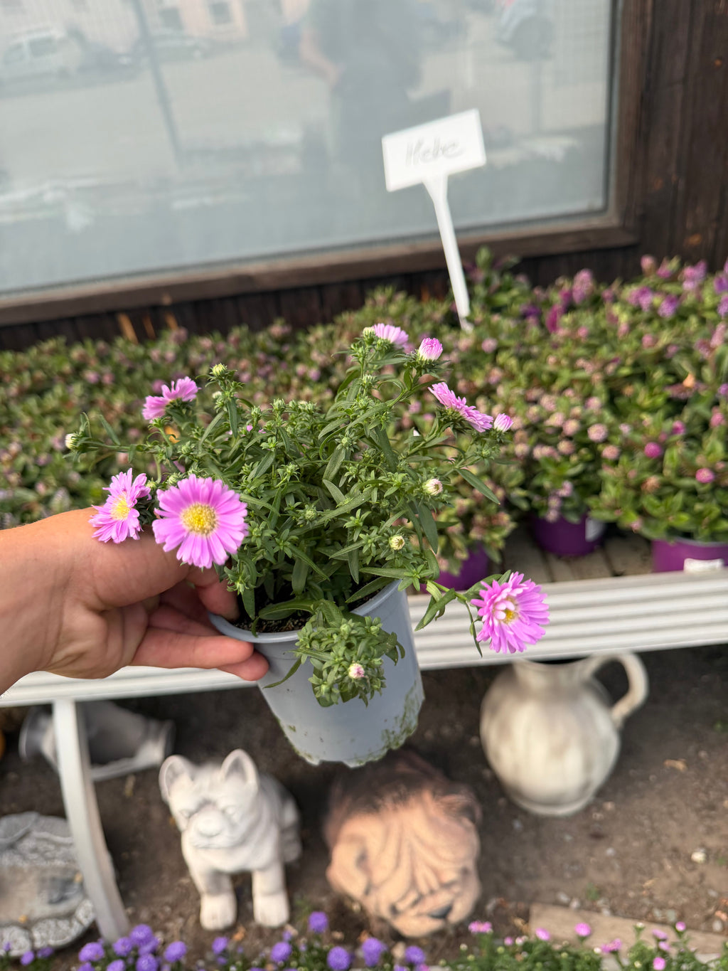 Aster jesienny (Marcinek)