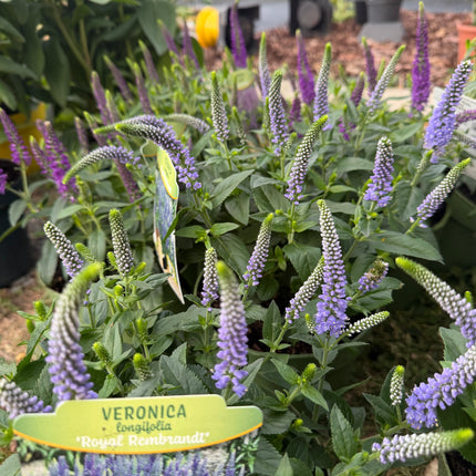 Przetacznik długolistny ‘Royal Rembrandt’ | Veronica longifolia