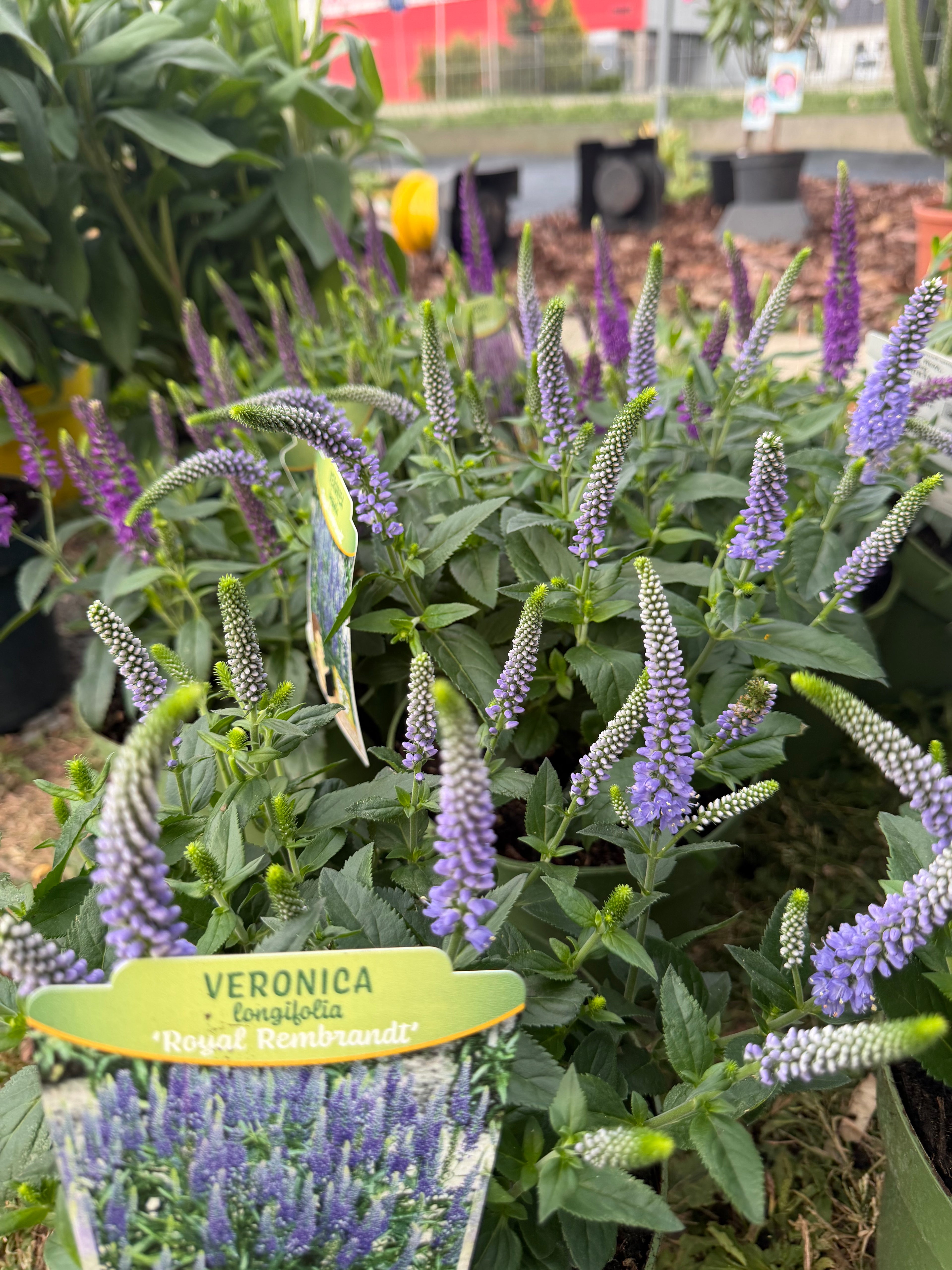 Przetacznik długolistny ‘Royal Rembrandt’ | Veronica longifolia