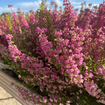 Wrzosiec  Erica gracilis kolorowa jesienna dekoracja