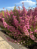 Wrzosiec  Erica gracilis kolorowa jesienna dekoracja