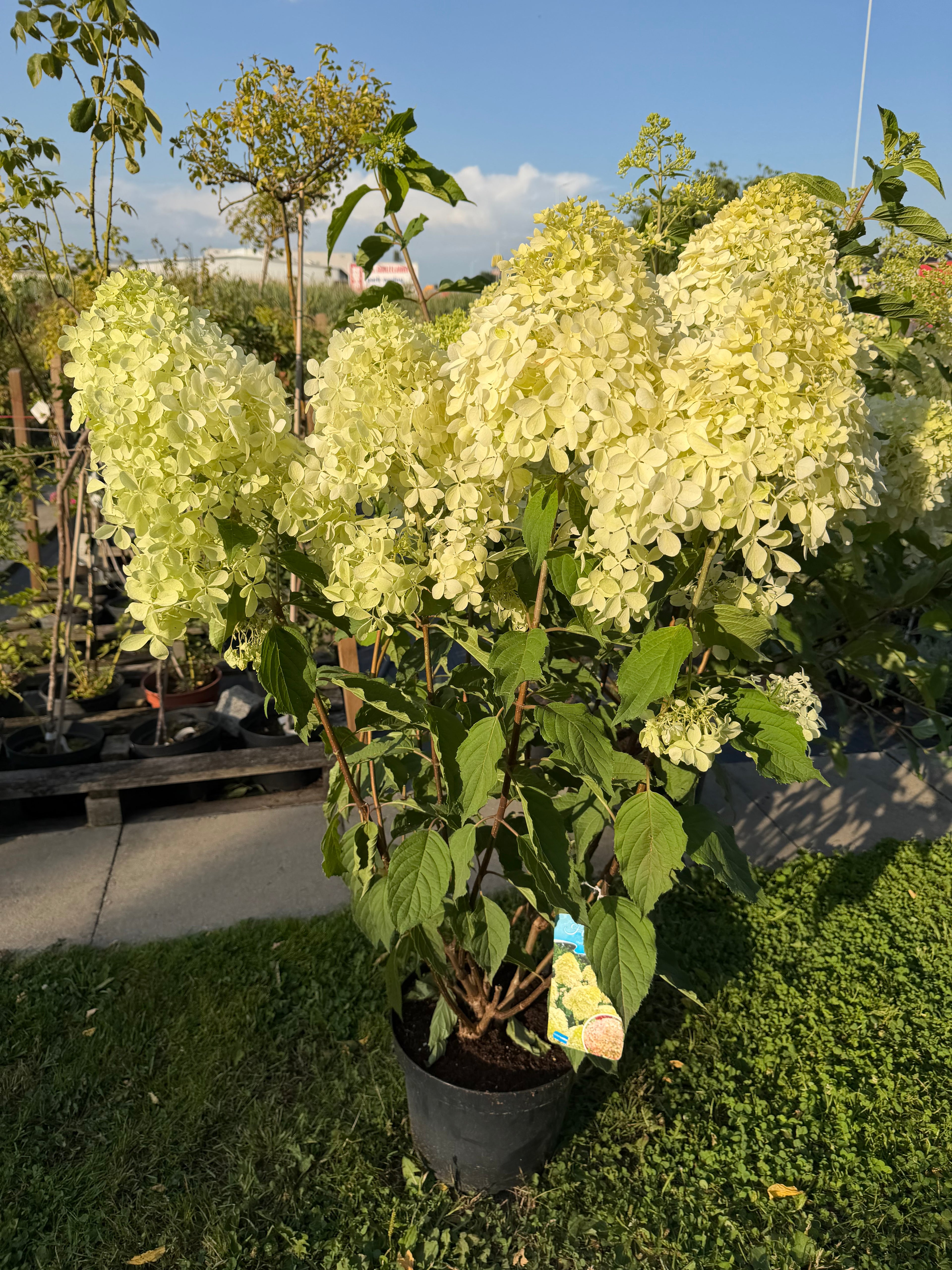 Hortensja bukietowa ‘Phantom’ XXL – LIMITOWANA C10 | ok. 165 cm