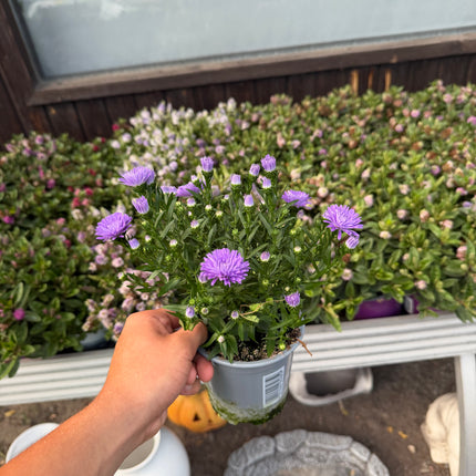 Aster jesienny (Marcinek)