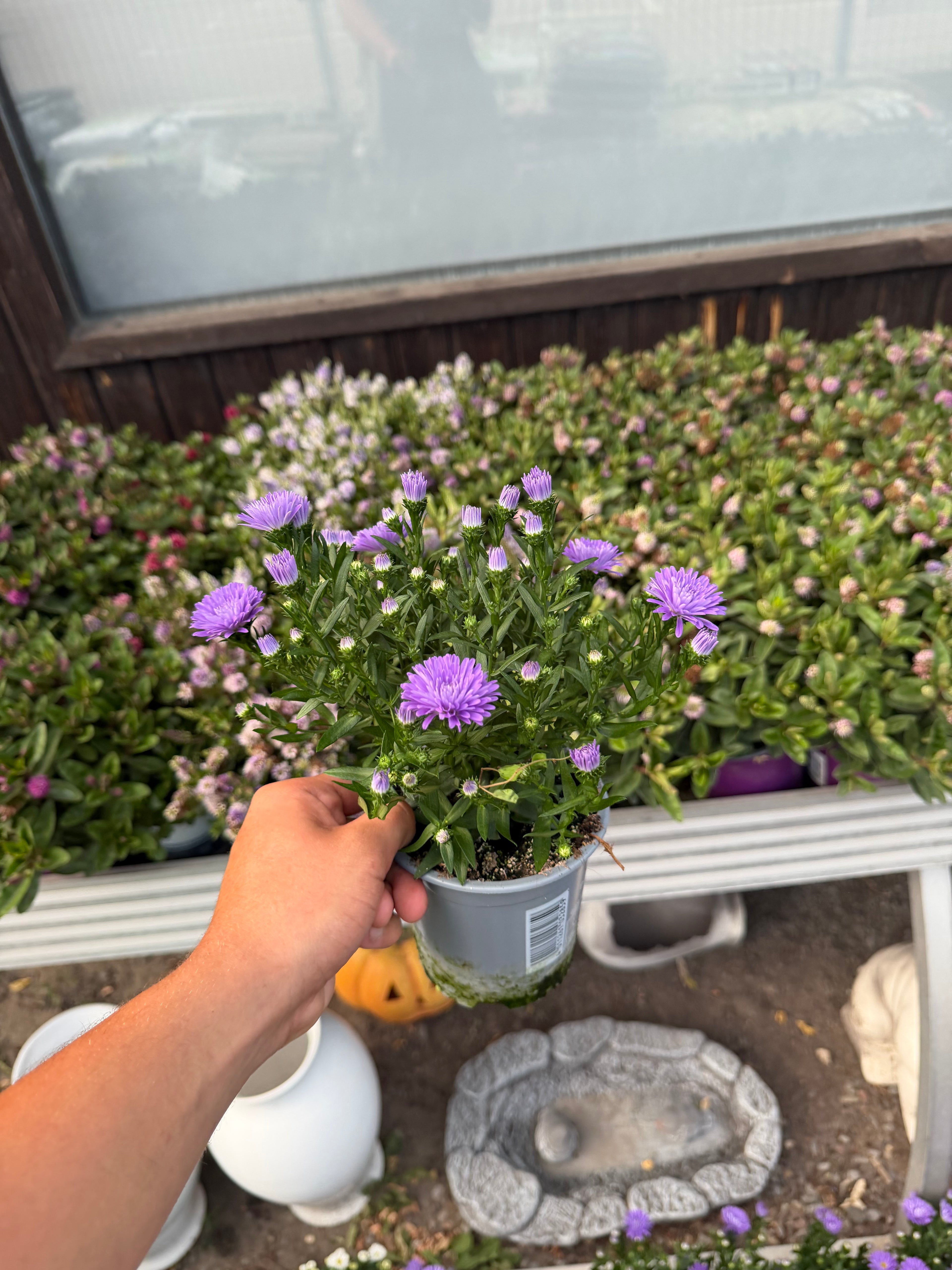 Aster jesienny (Marcinek)