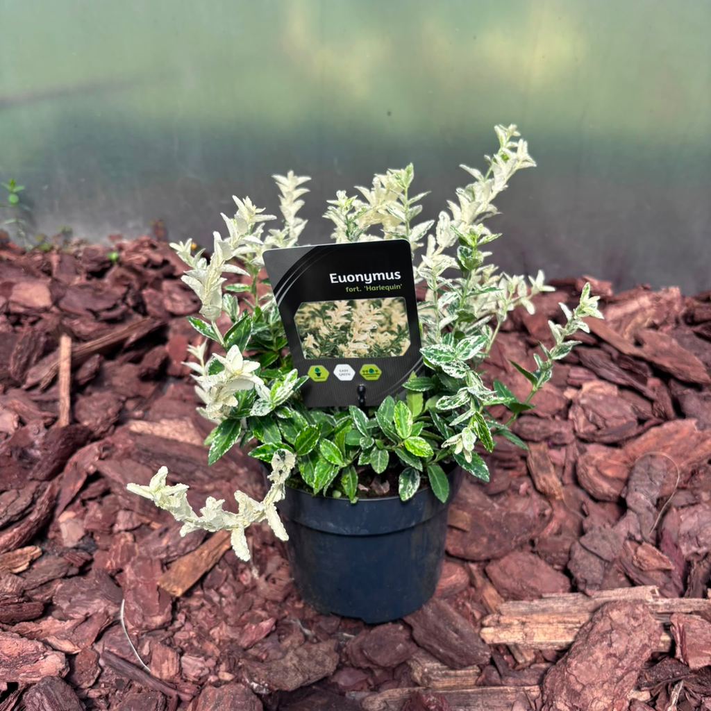 Trzmielina Fortune'a 'Harlequin' Euonymus fortunei 'Harlequin'