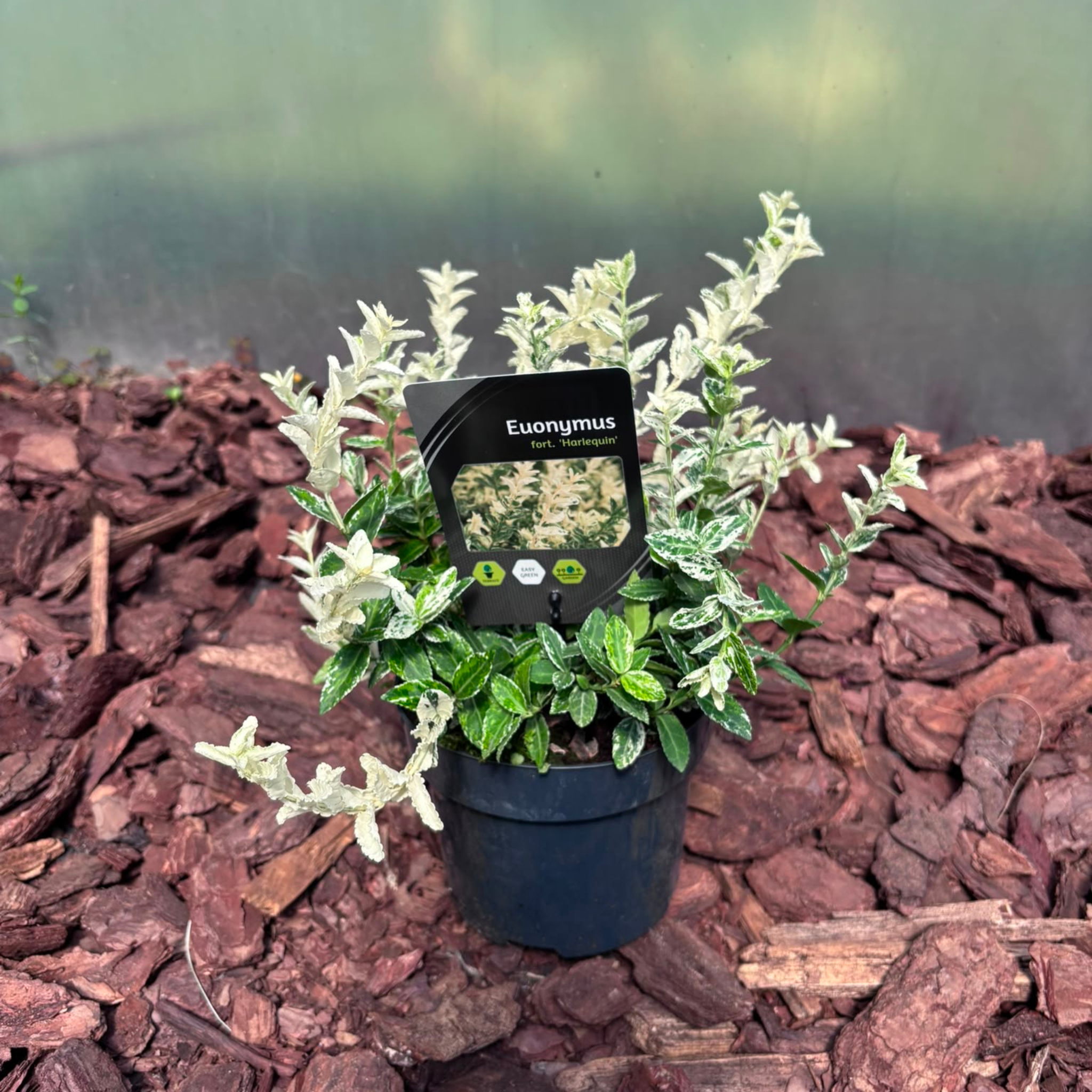 Trzmielina Fortune'a 'Harlequin' Euonymus fortunei 'Harlequin'