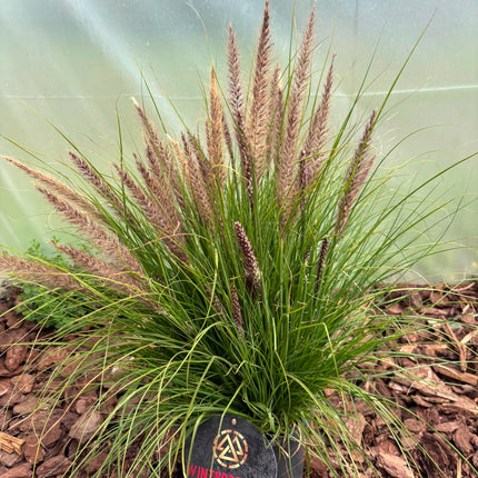 Rozplenica  ‘Winterbreeze’ 🌾