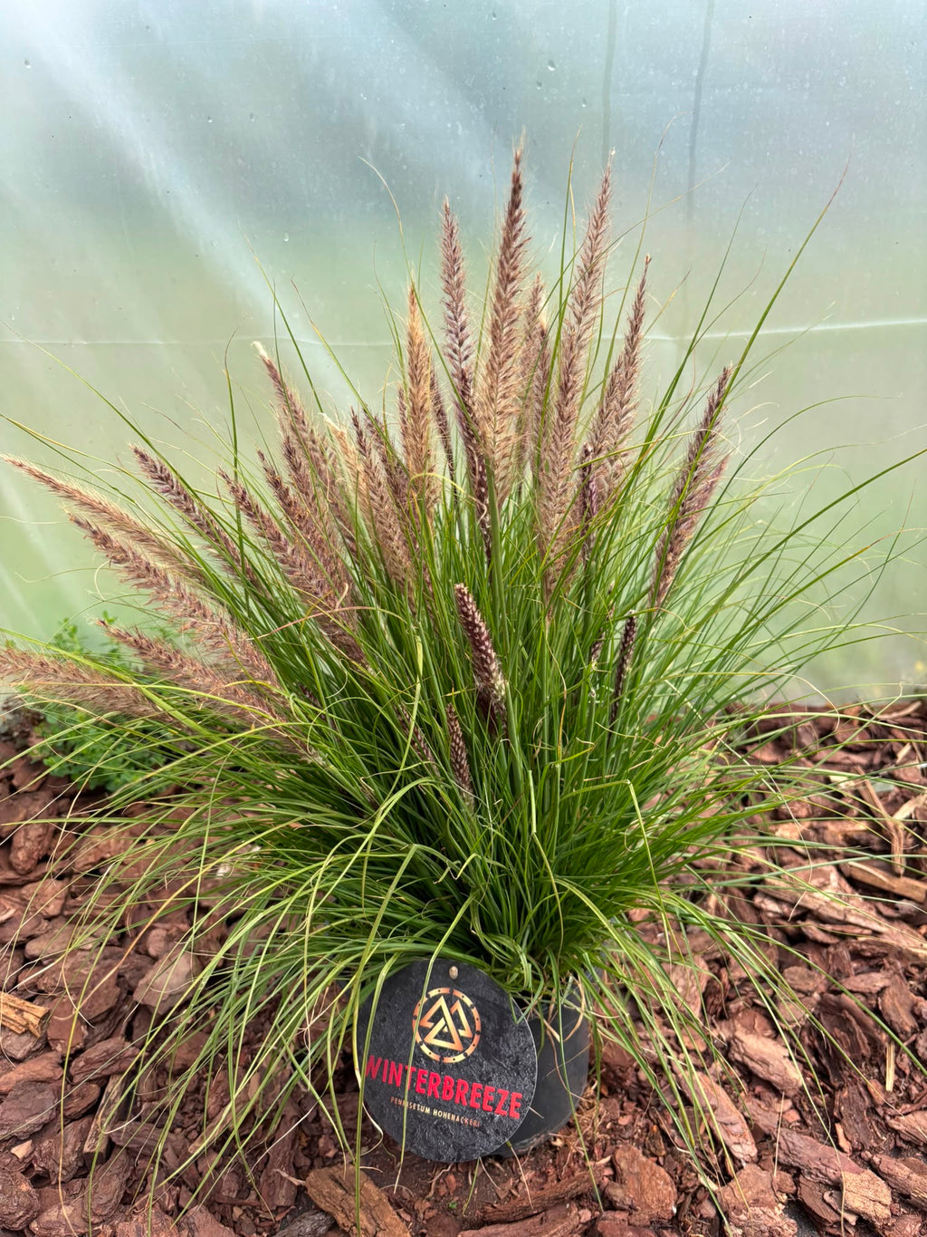 Rozplenica  ‘Winterbreeze’ 🌾