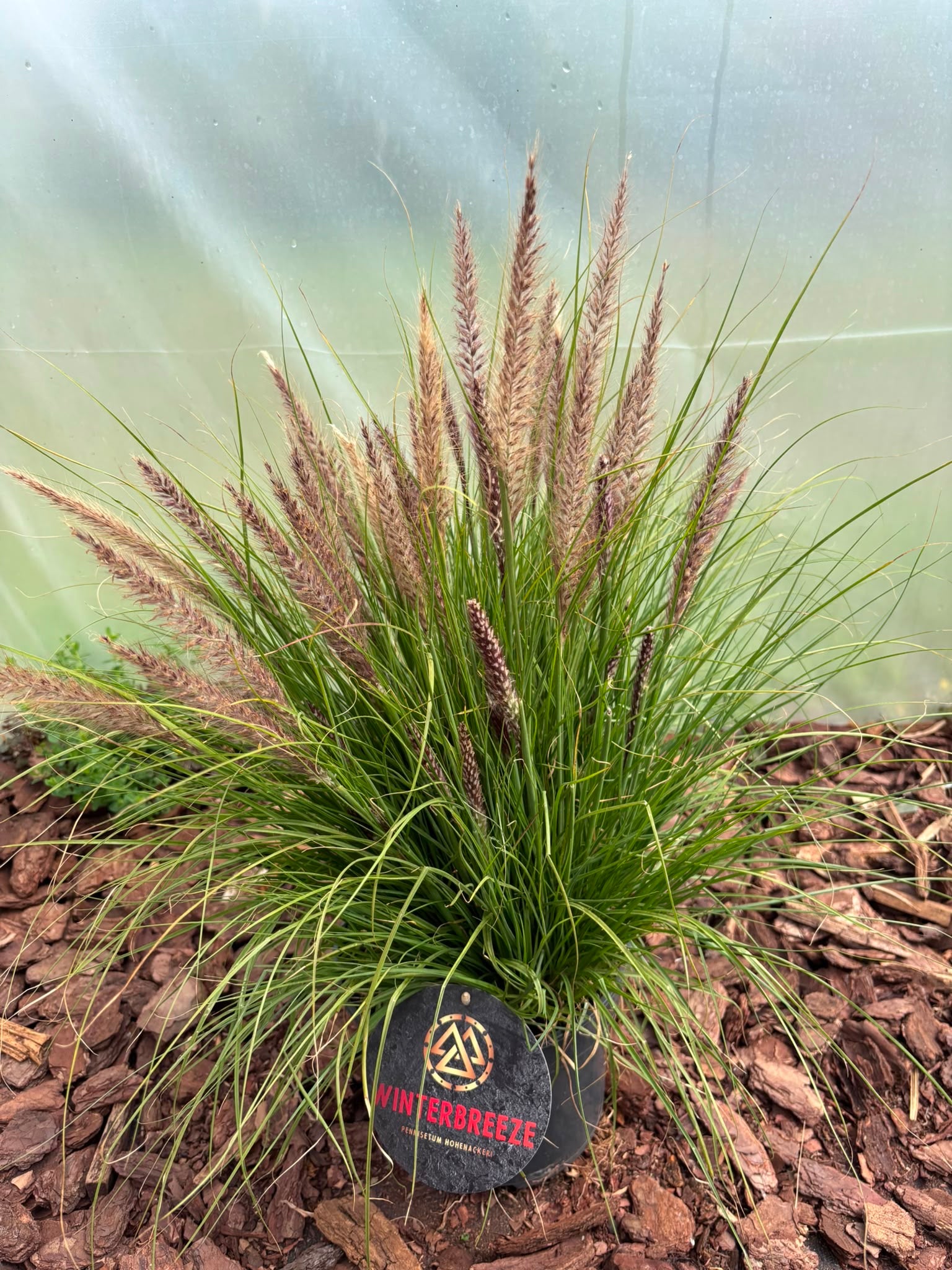 Rozplenica  ‘Winterbreeze’ 🌾