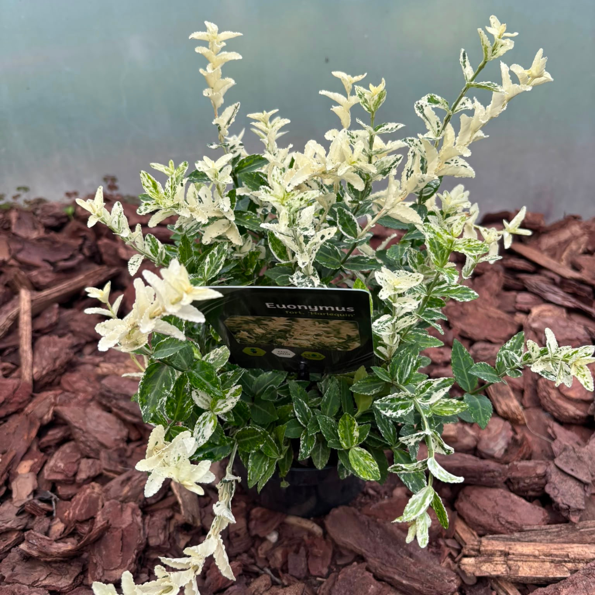 Trzmielina Fortune'a 'Harlequin' Euonymus fortunei 'Harlequin'