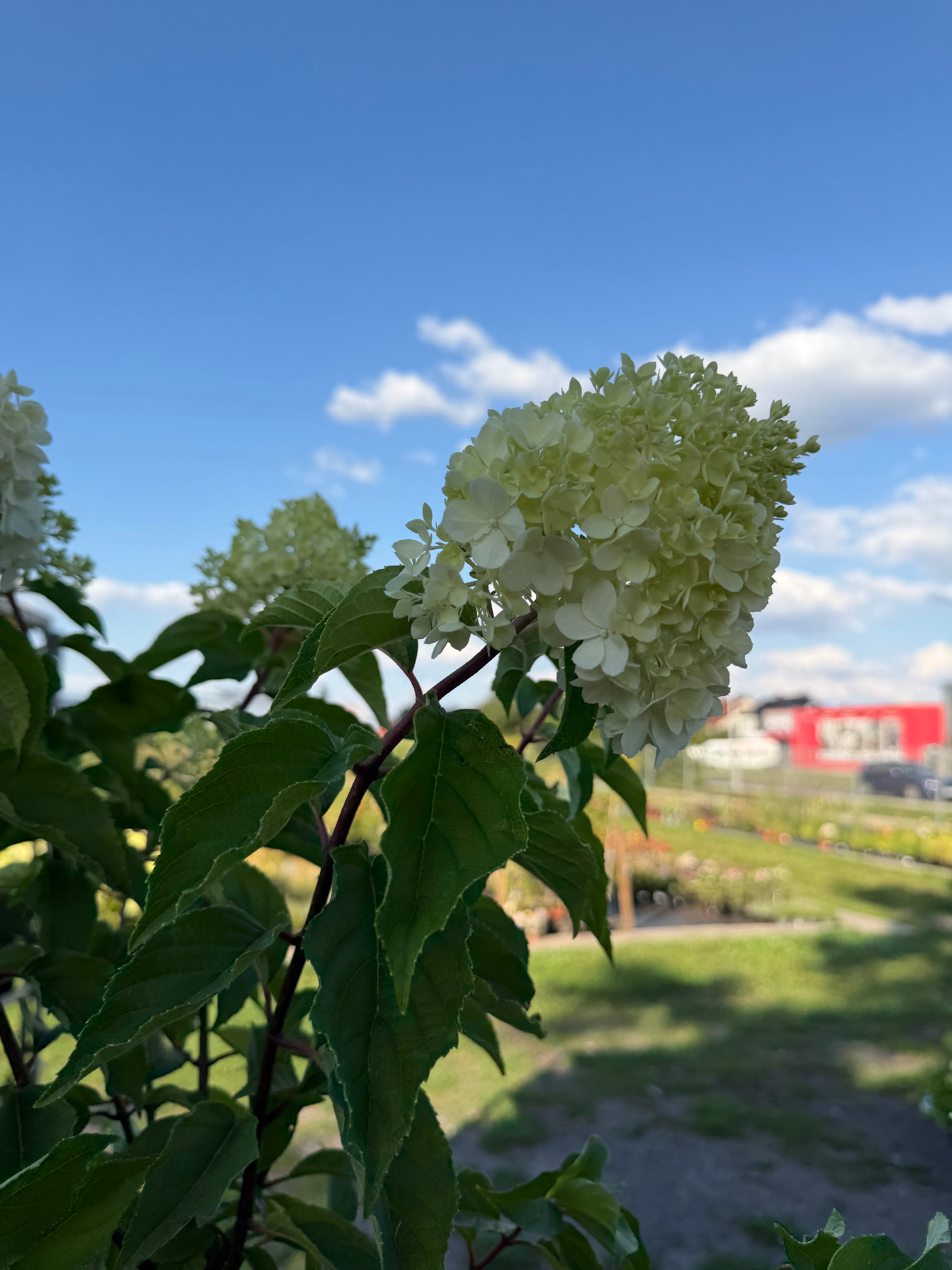 Hortensja bukietowa Vanille Fraise® na pniu 165 cm | Hydrangea paniculata