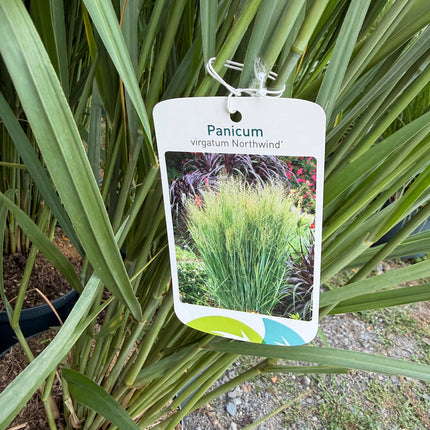 PROSO RÓZGOWATE ‘NORTHWIND’ – PANICUM VIRGATUM, PIONOWA TRAWA