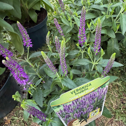 Przetacznik długolistny ‘Royal Rembrandt’ | Veronica longifolia