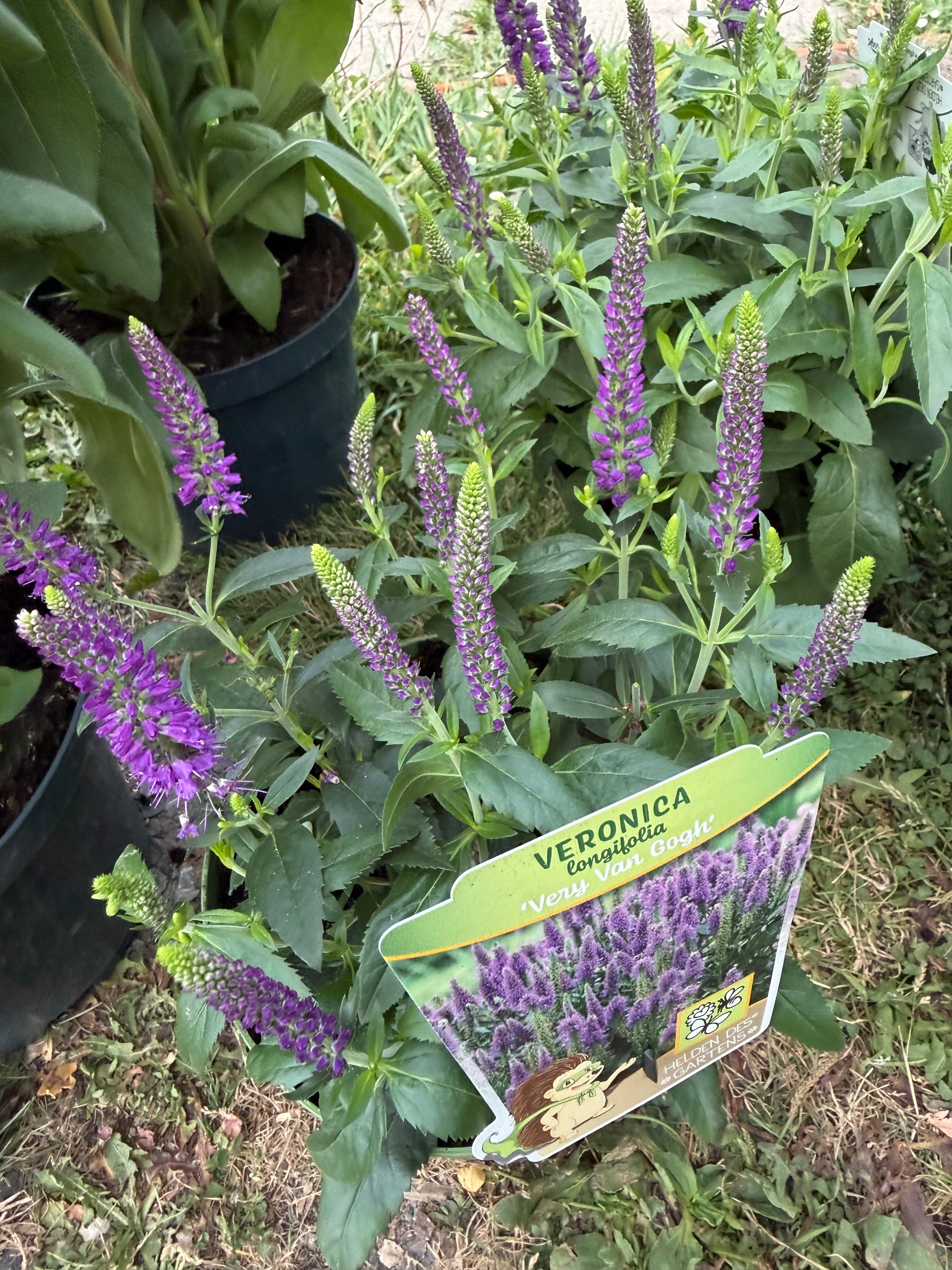 Przetacznik długolistny ‘Royal Rembrandt’ | Veronica longifolia