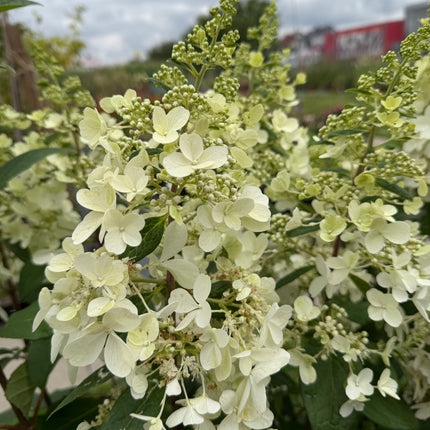 Hortensja bukietowa 'Candlelight' (Hydrangea paniculata)
