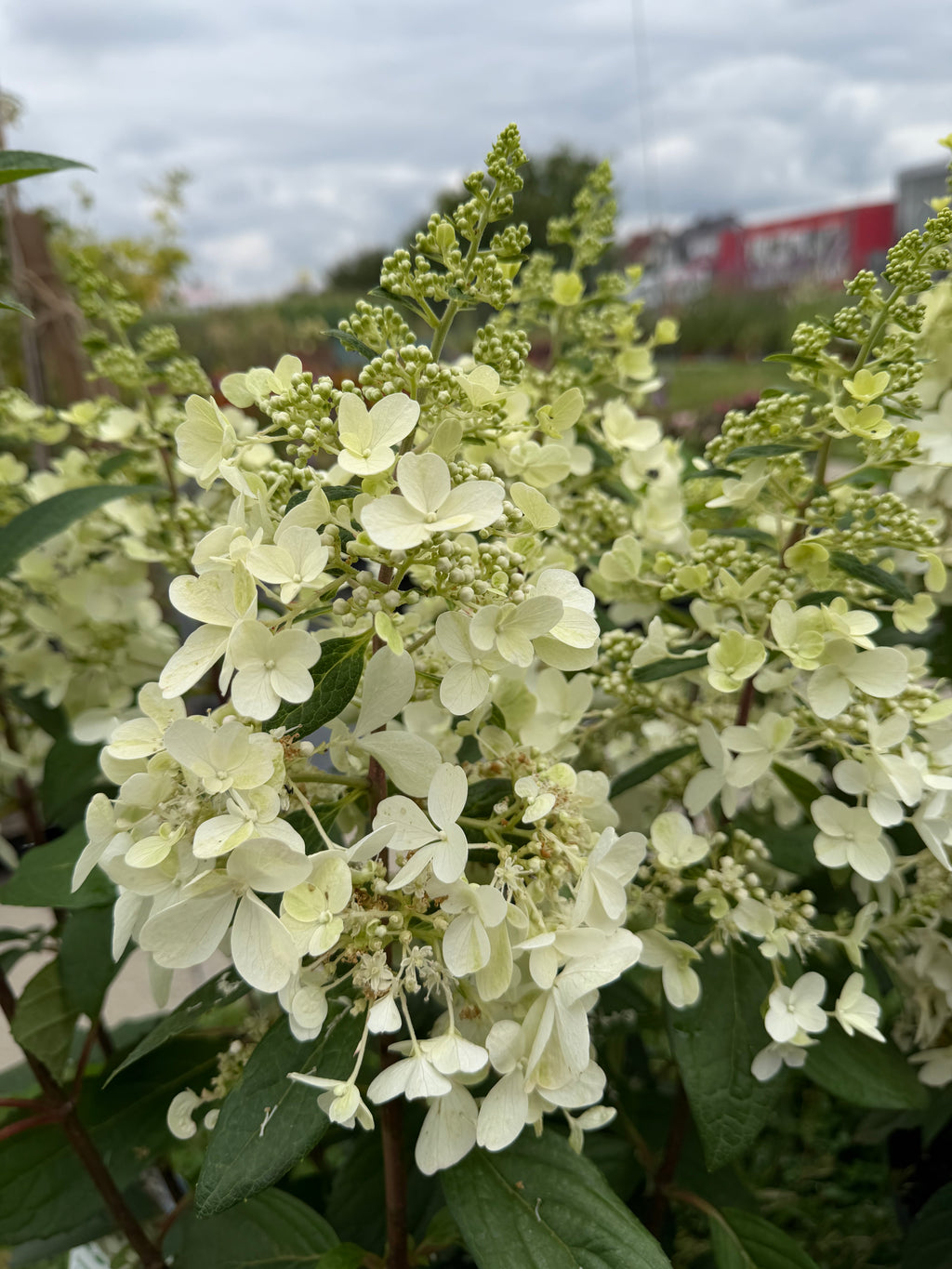 Hortensja bukietowa 'Candlelight' (Hydrangea paniculata)