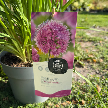 Czosnek ozdobny Allium ‘Millenium’ – różowe kule kwiatów