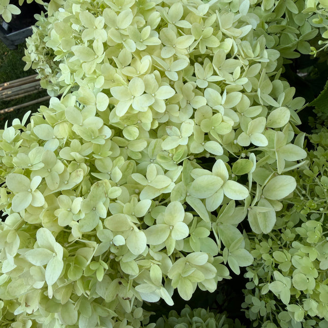 Hortensja bukietowa Minty Spirit® (Hydrangea paniculata)