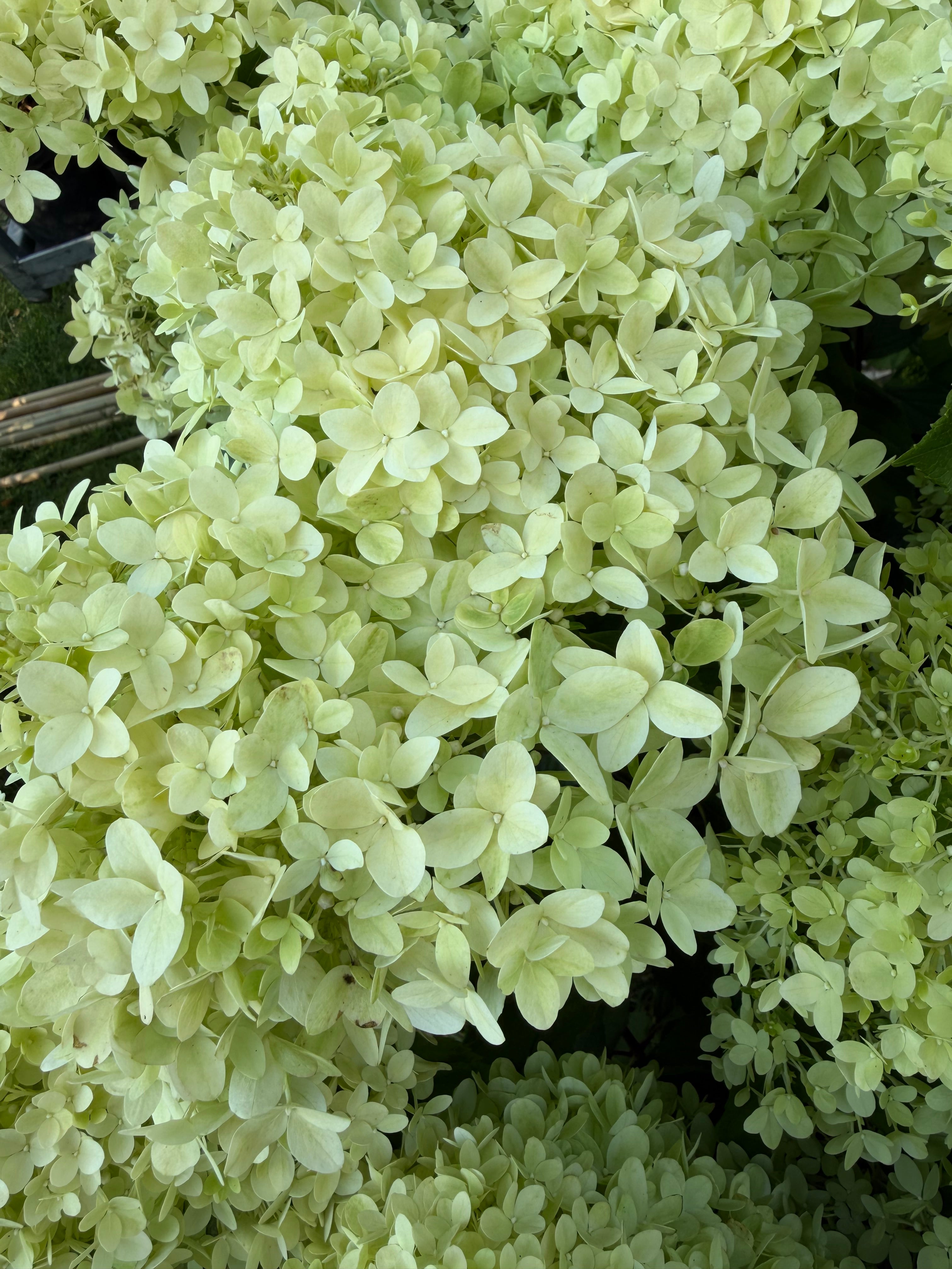 Hortensja bukietowa Minty Spirit® (Hydrangea paniculata)
