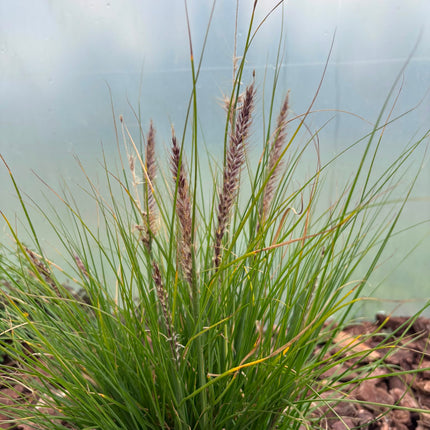 Rozplenica  ‘Winterbreeze’ 🌾