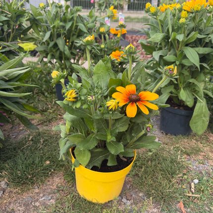 Rudbekia XXL | Rudbeckia wieloletnia bylina o wyjątkowo dużych kwiatach