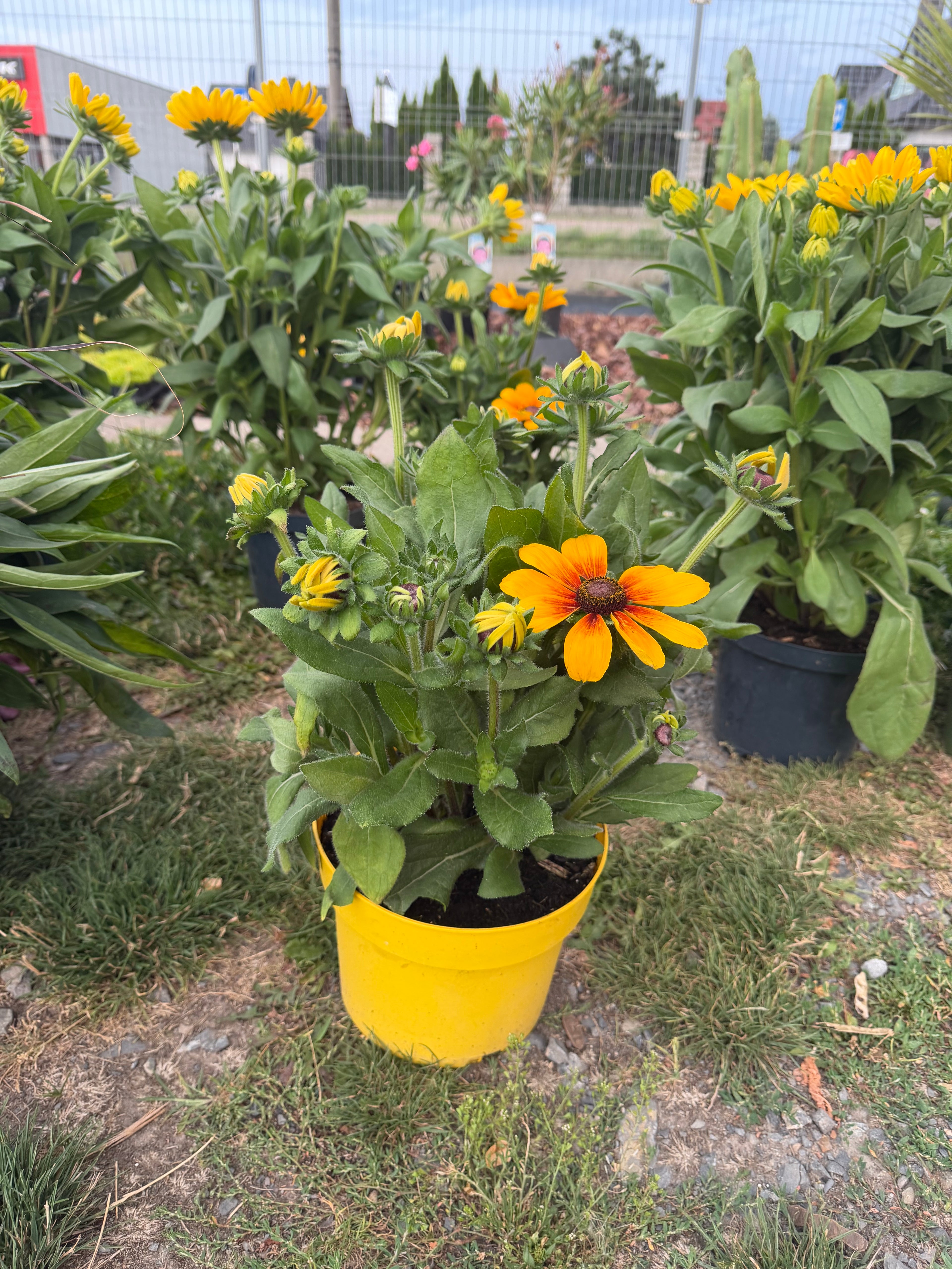 Rudbekia XXL | Rudbeckia wieloletnia bylina o wyjątkowo dużych kwiatach