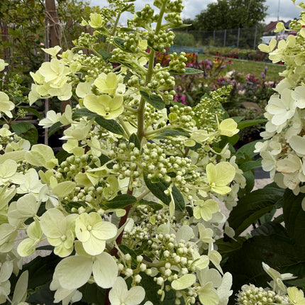 Hortensja bukietowa 'Candlelight' (Hydrangea paniculata)