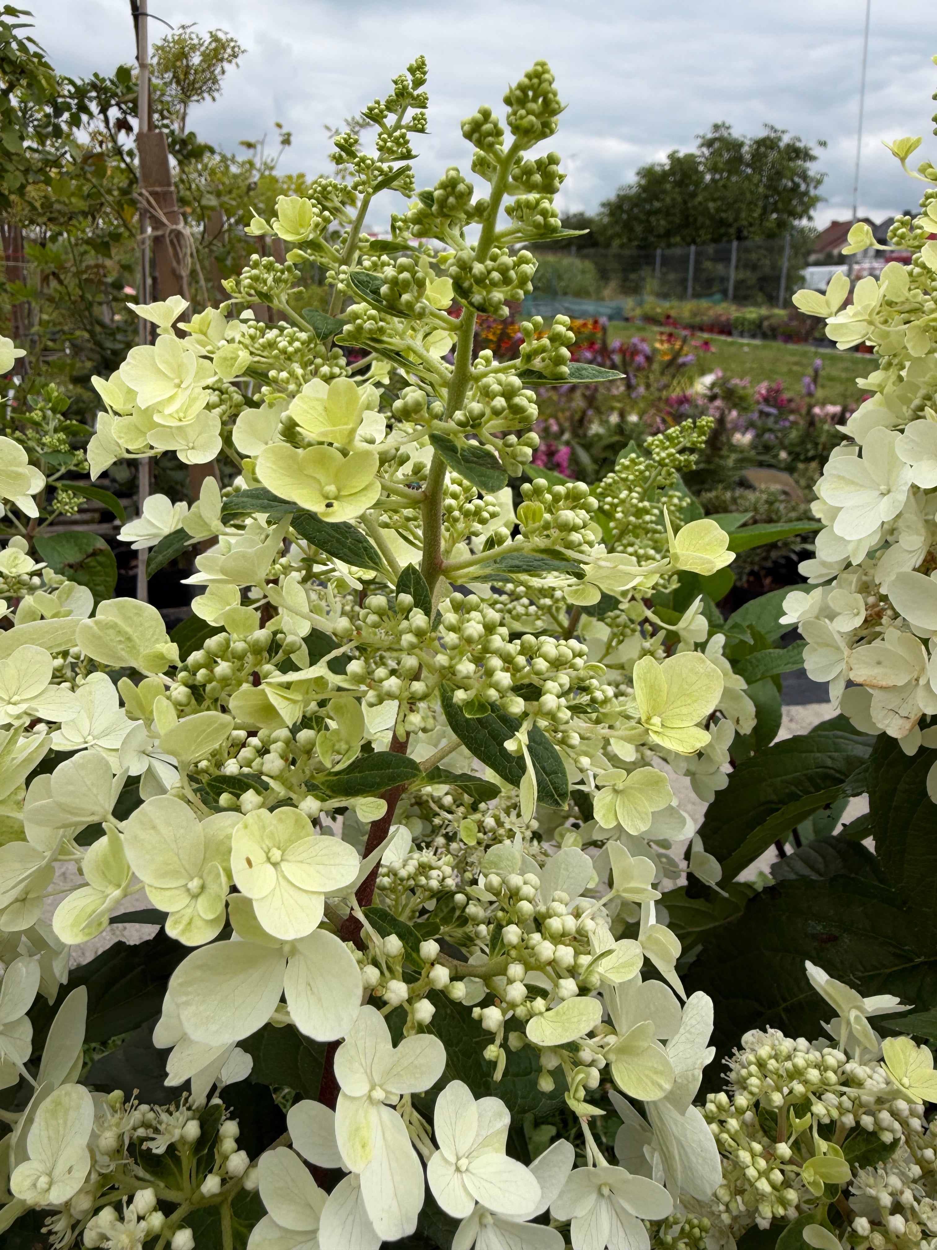 Hortensja bukietowa 'Candlelight' (Hydrangea paniculata)