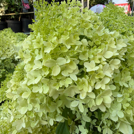 Hortensja bukietowa Minty Spirit® (Hydrangea paniculata)