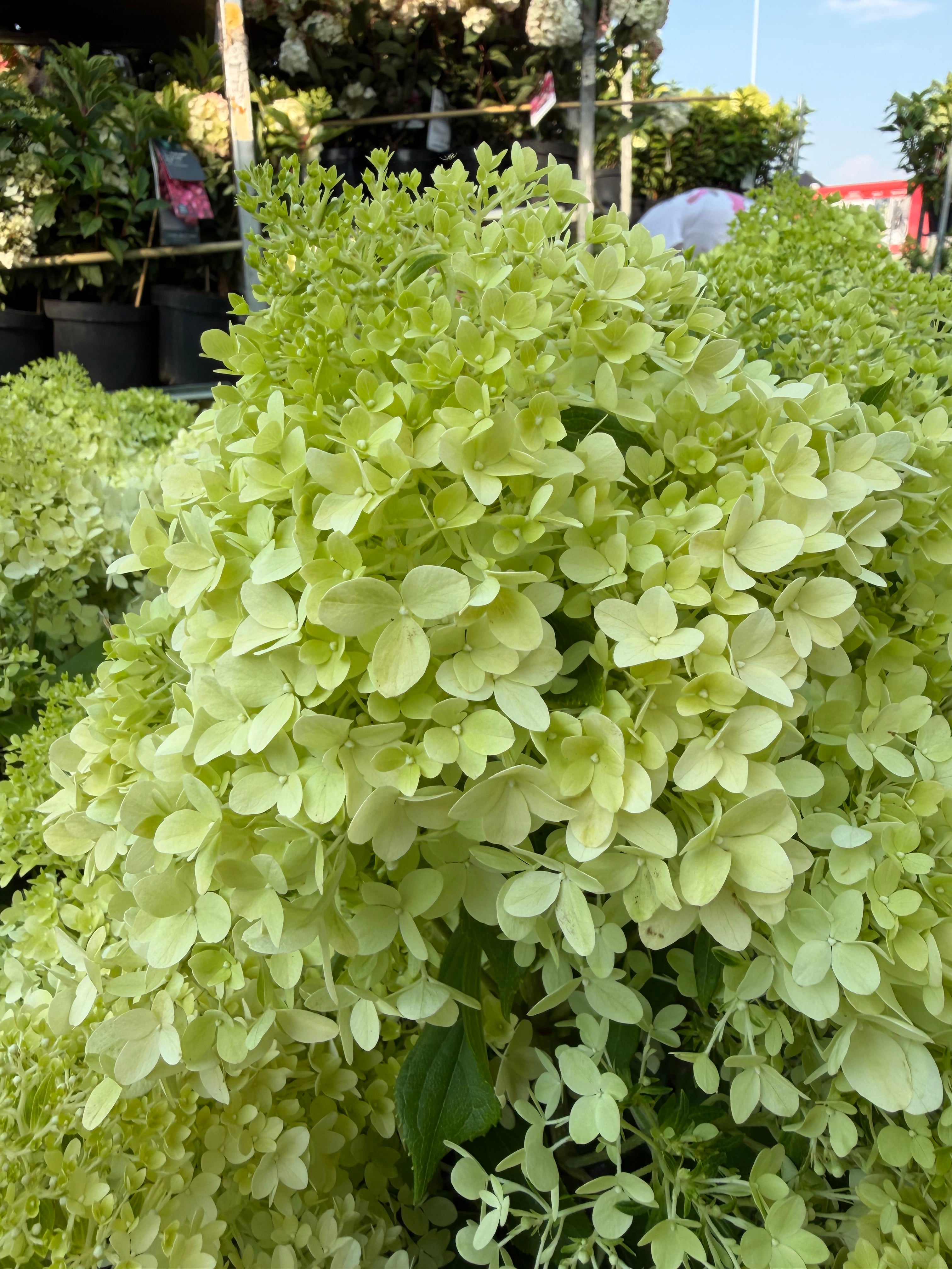 Hortensja bukietowa Minty Spirit® (Hydrangea paniculata)
