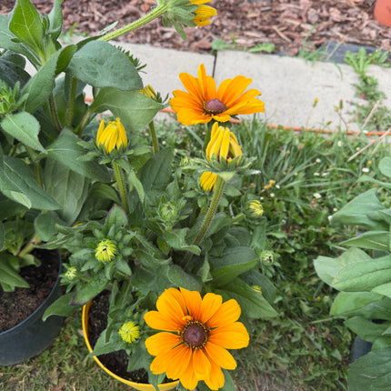 Rudbekia XXL | Rudbeckia wieloletnia bylina o wyjątkowo dużych kwiatach