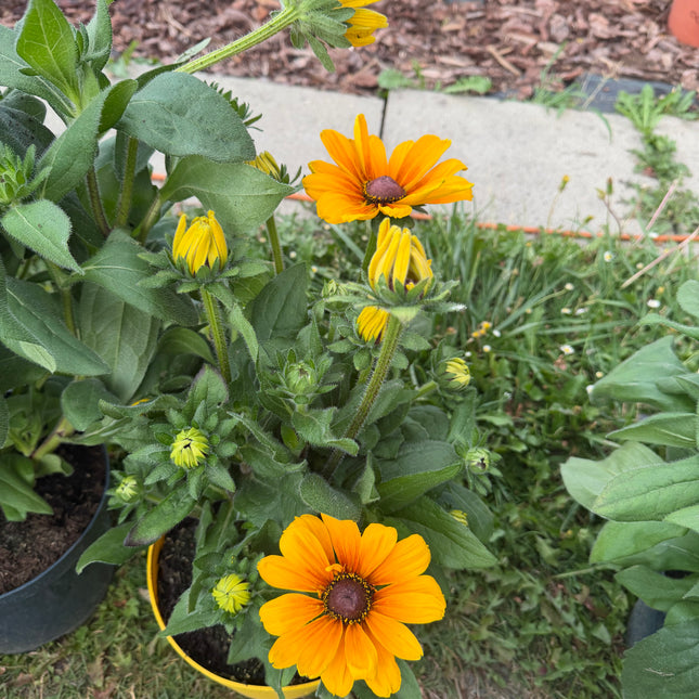 Rudbekia XXL | Rudbeckia wieloletnia bylina o wyjątkowo dużych kwiatach