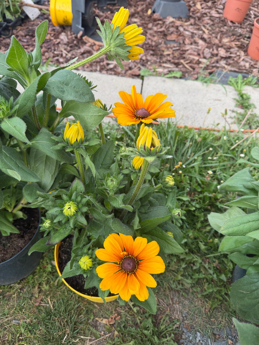 Rudbekia XXL | Rudbeckia wieloletnia bylina o wyjątkowo dużych kwiatach
