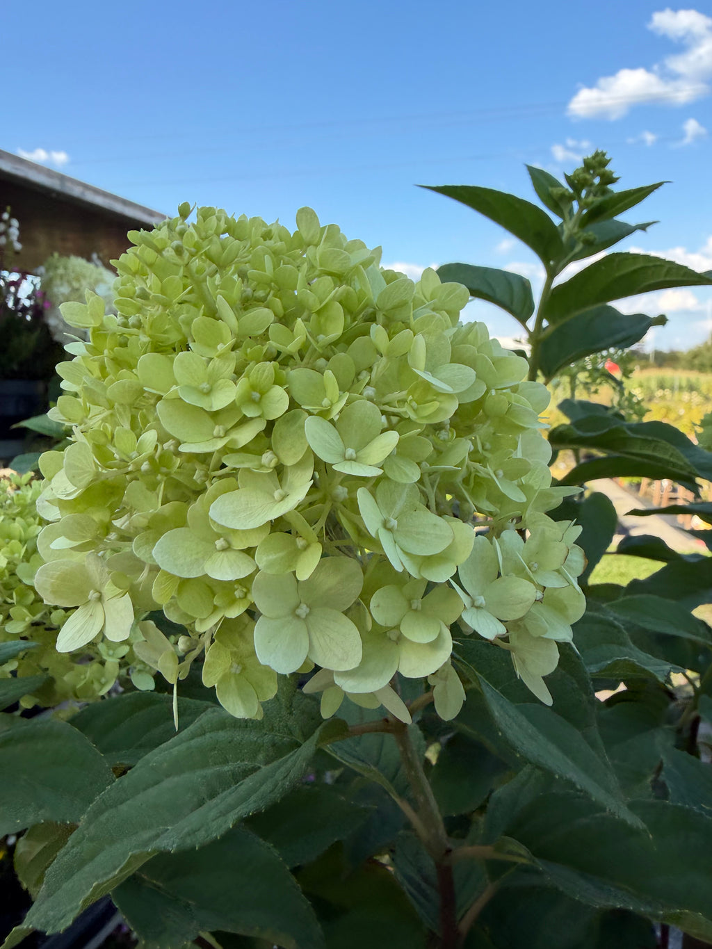Hortensja bukietowa Limelight® na pniu 165 cm | Hydrangea paniculata