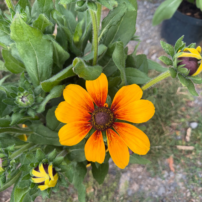 Rudbekia XXL | Rudbeckia wieloletnia bylina o wyjątkowo dużych kwiatach