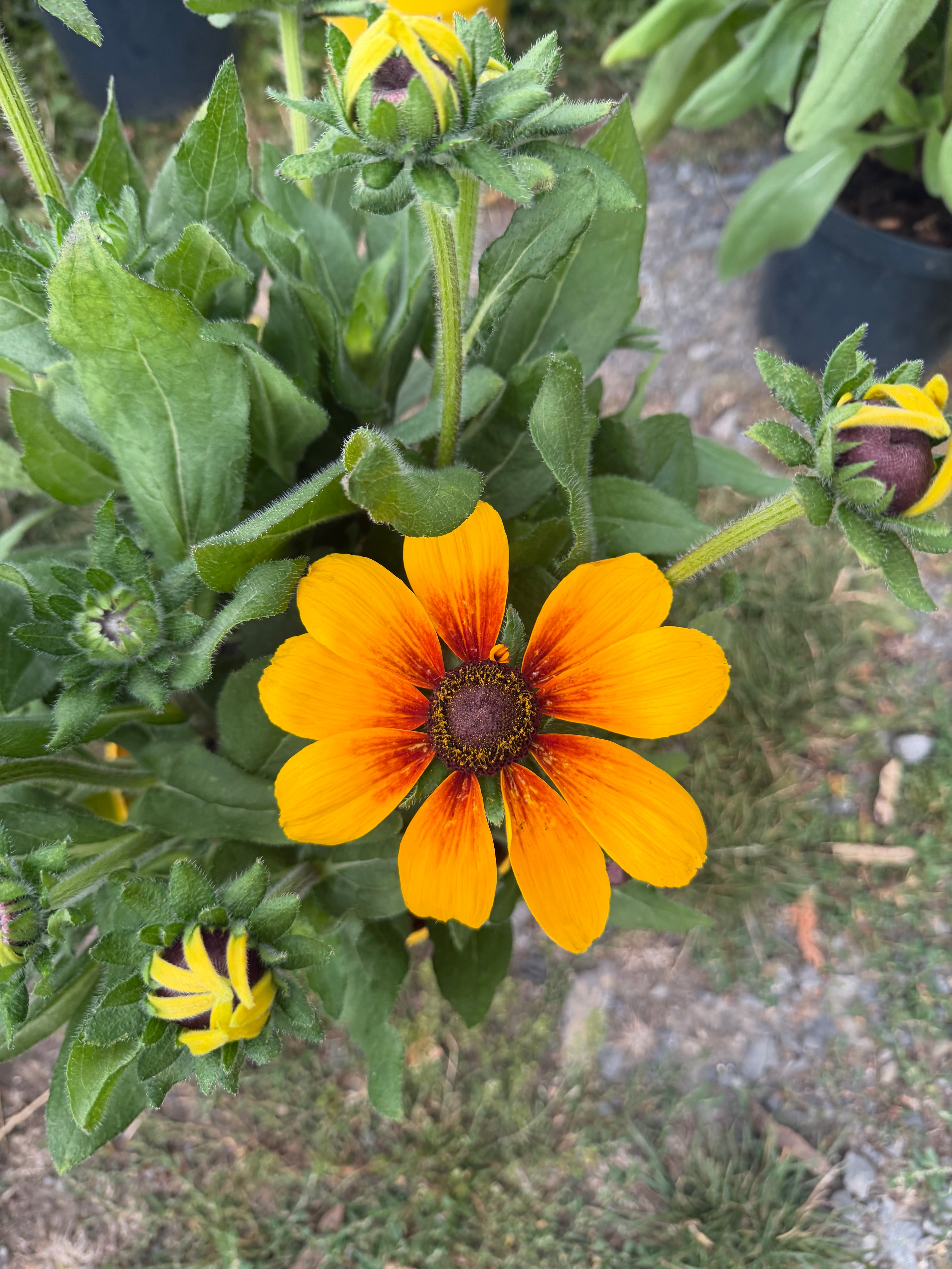 Rudbekia XXL | Rudbeckia wieloletnia bylina o wyjątkowo dużych kwiatach