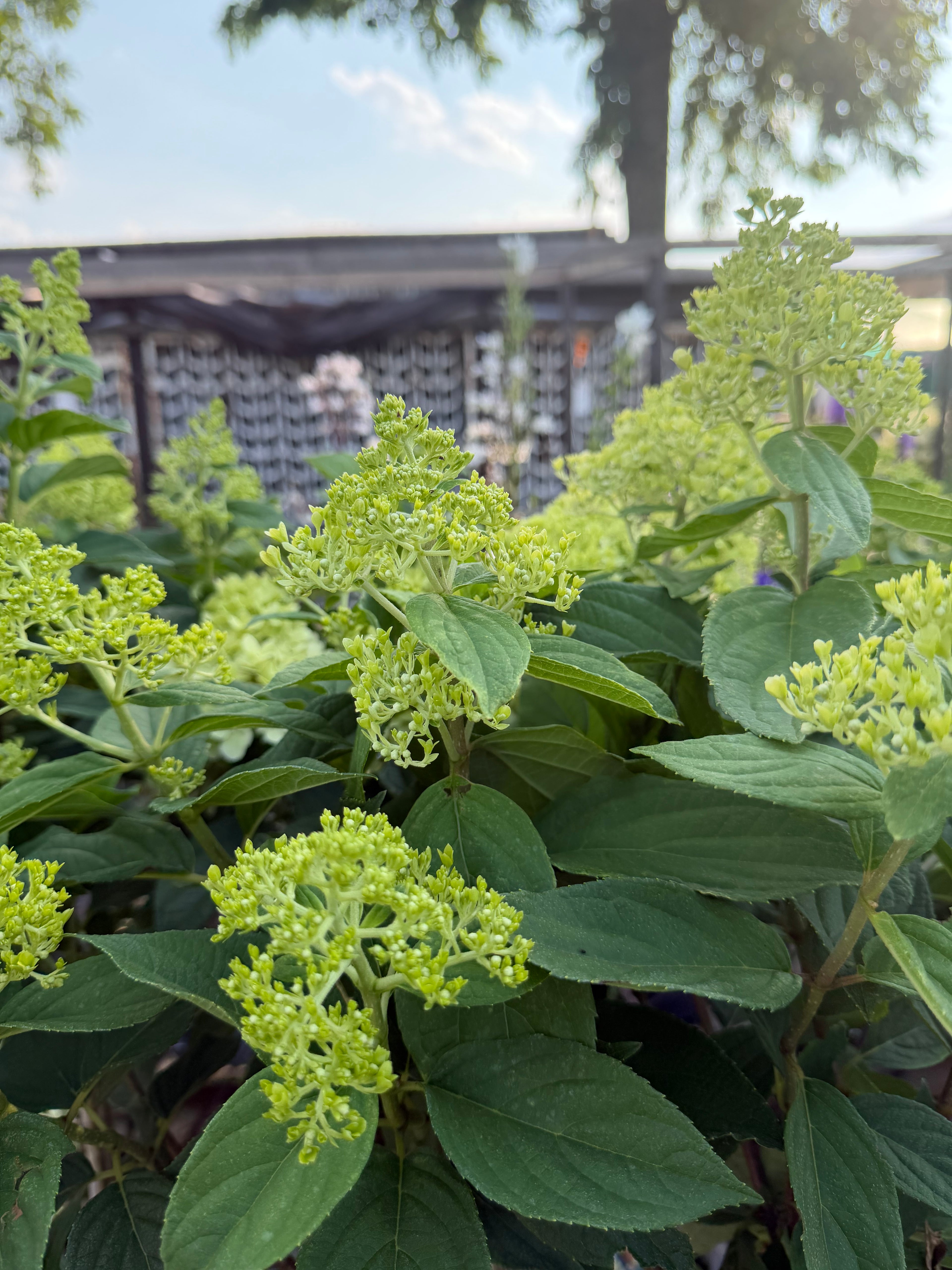 Hortensja bukietowa Skyfall® na pniu 165 cm | Hydrangea paniculata