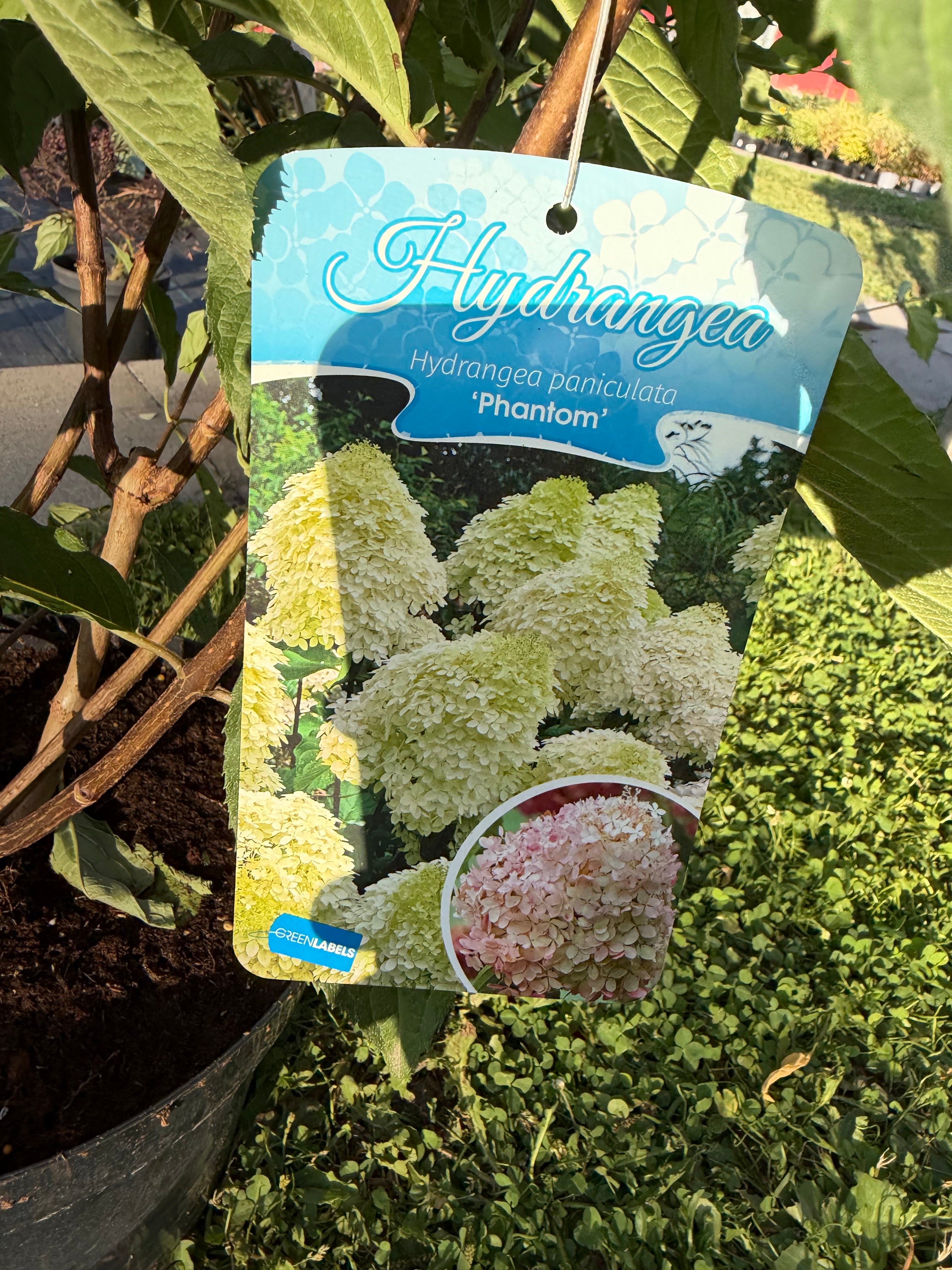 Hortensja bukietowa ‘Phantom’ XXL – LIMITOWANA C10 | ok. 165 cm