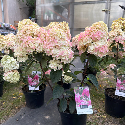 Hortensja bukietowa ‘Framboisine’® Hydrangea paniculata
