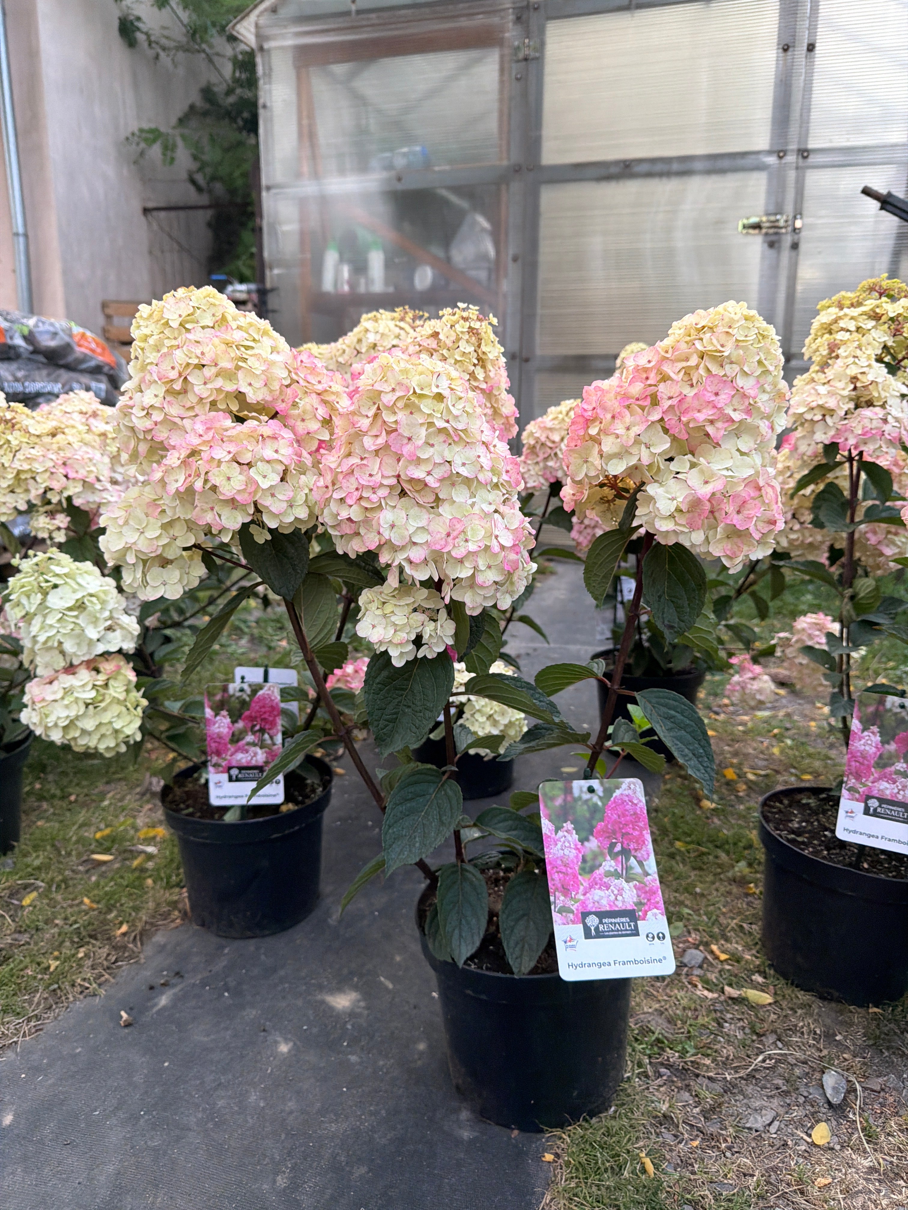 Hortensja bukietowa ‘Framboisine’® Hydrangea paniculata
