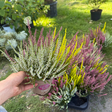 🌸 Wrzos 3-kolorowy
