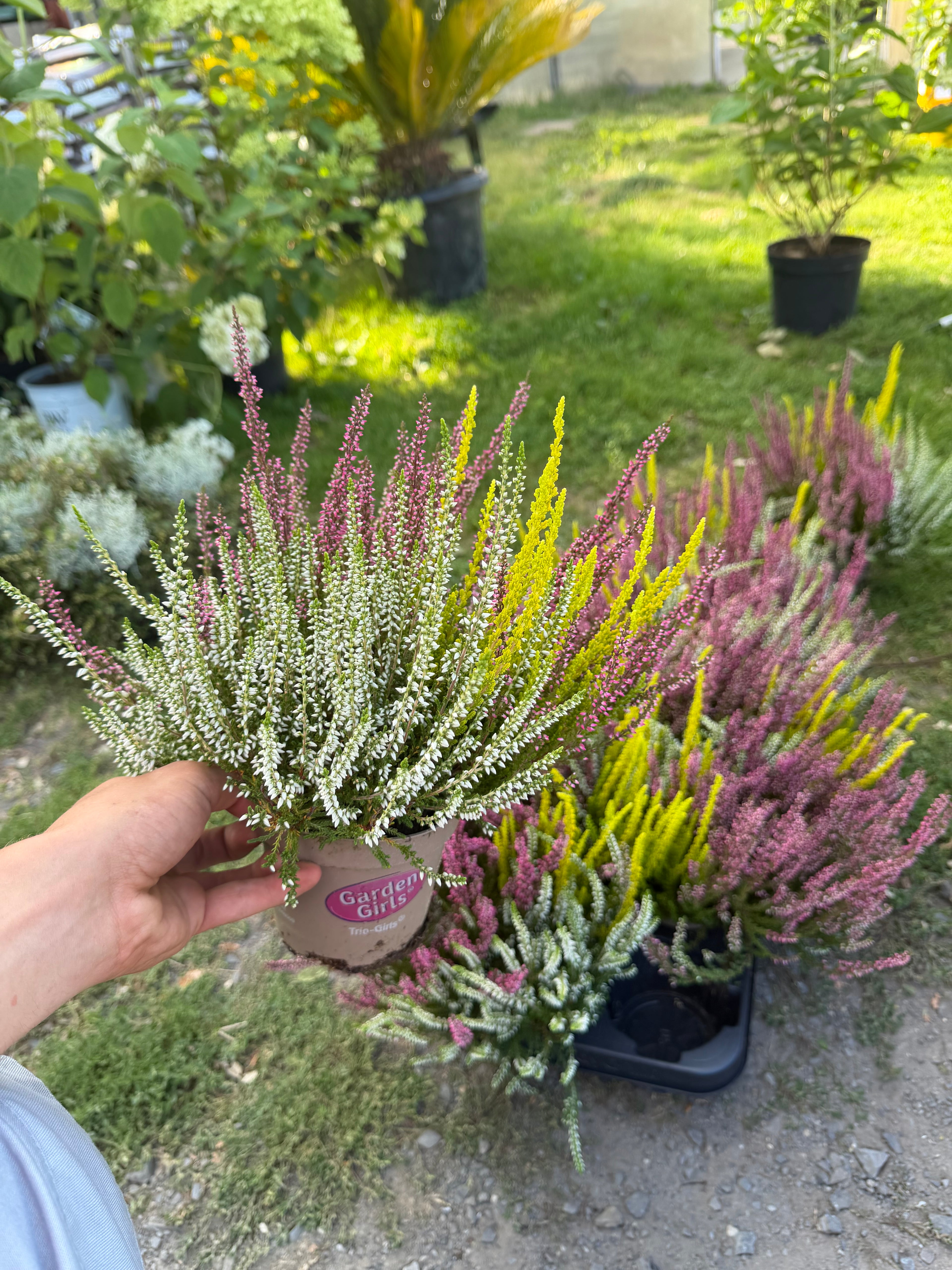 🌸 Wrzos 3-kolorowy