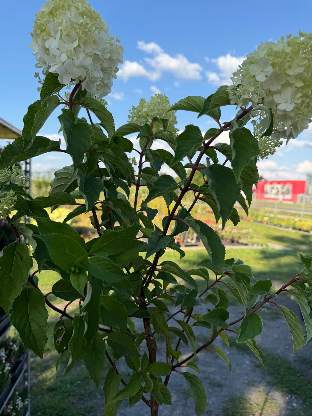 Hortensja bukietowa Vanille Fraise® na pniu 165 cm | Hydrangea paniculata