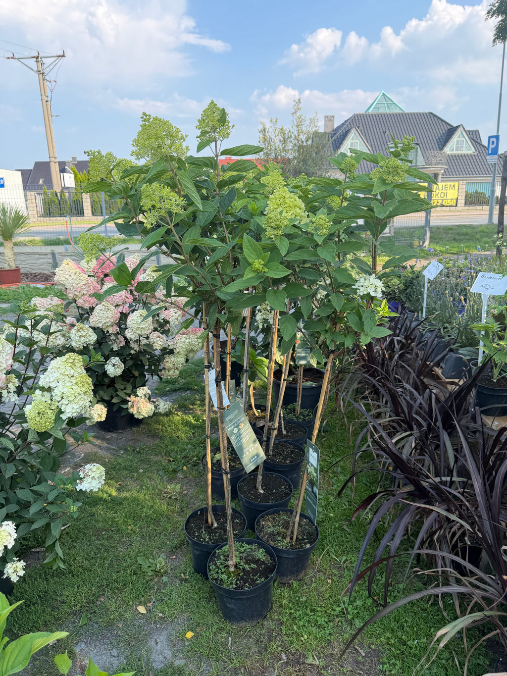 Hortensja bukietowa Magical Candle® na pniu 165 cm | Hydrangea paniculata