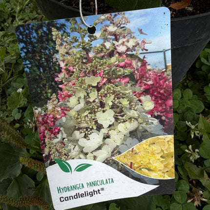 Hortensja bukietowa 'Candlelight' (Hydrangea paniculata)