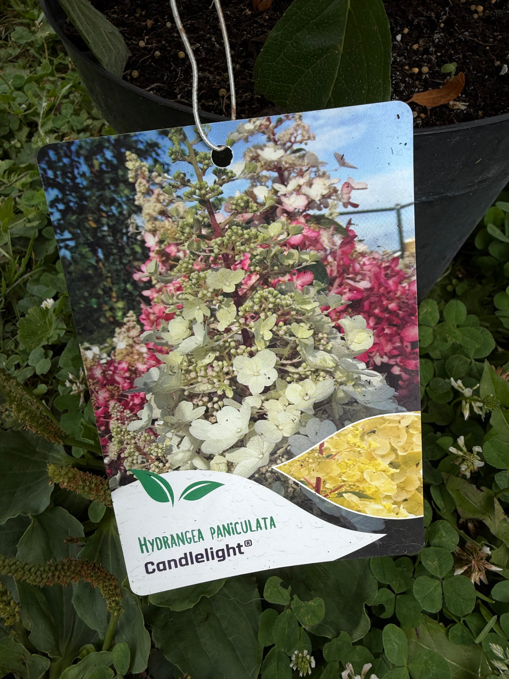 Hortensja bukietowa 'Candlelight' (Hydrangea paniculata)